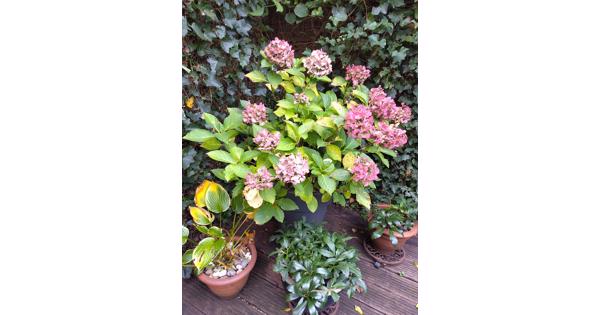Hortensia (zonder pot)