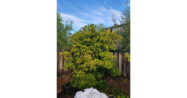 Magnolia boom