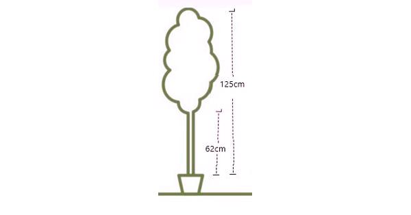 zachte berk stamomtrek 9,5cm stamhoogte nu 62  cm