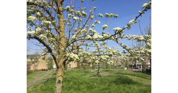 Heerlijke peren plukken vanaf eind juli 2021