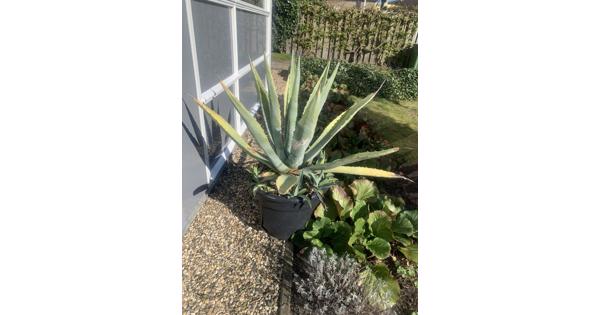 Agave plant in kuip