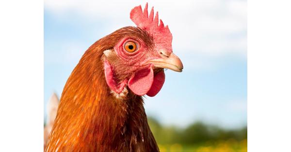 stalen velgen met redelijk versleten winterwielen Volvo V40