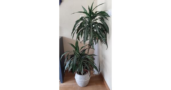 Grote huiskamerplant