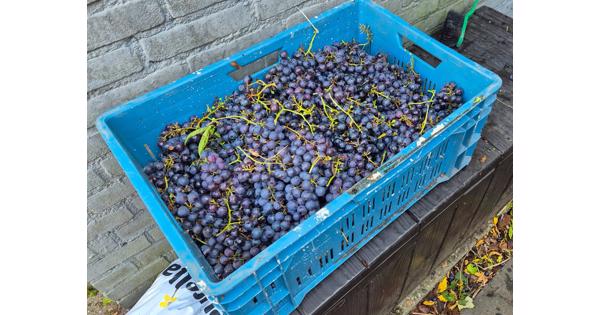 Krat vol blauwe druiven uit eigen tuin