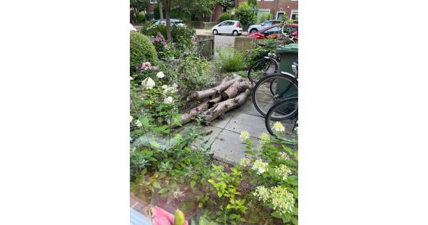 Boomstammen Japanse kers - hout