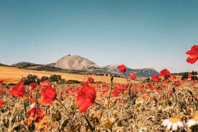 Genieten van je vakantie met de hand op de knip