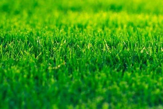 Groen op een budget: is goedkoop gras een slimme keuze?