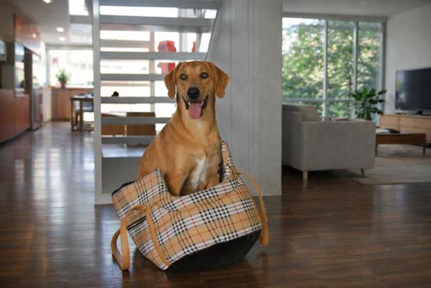 Oude dierenspullen een tweede leven geven: zo doe je dat